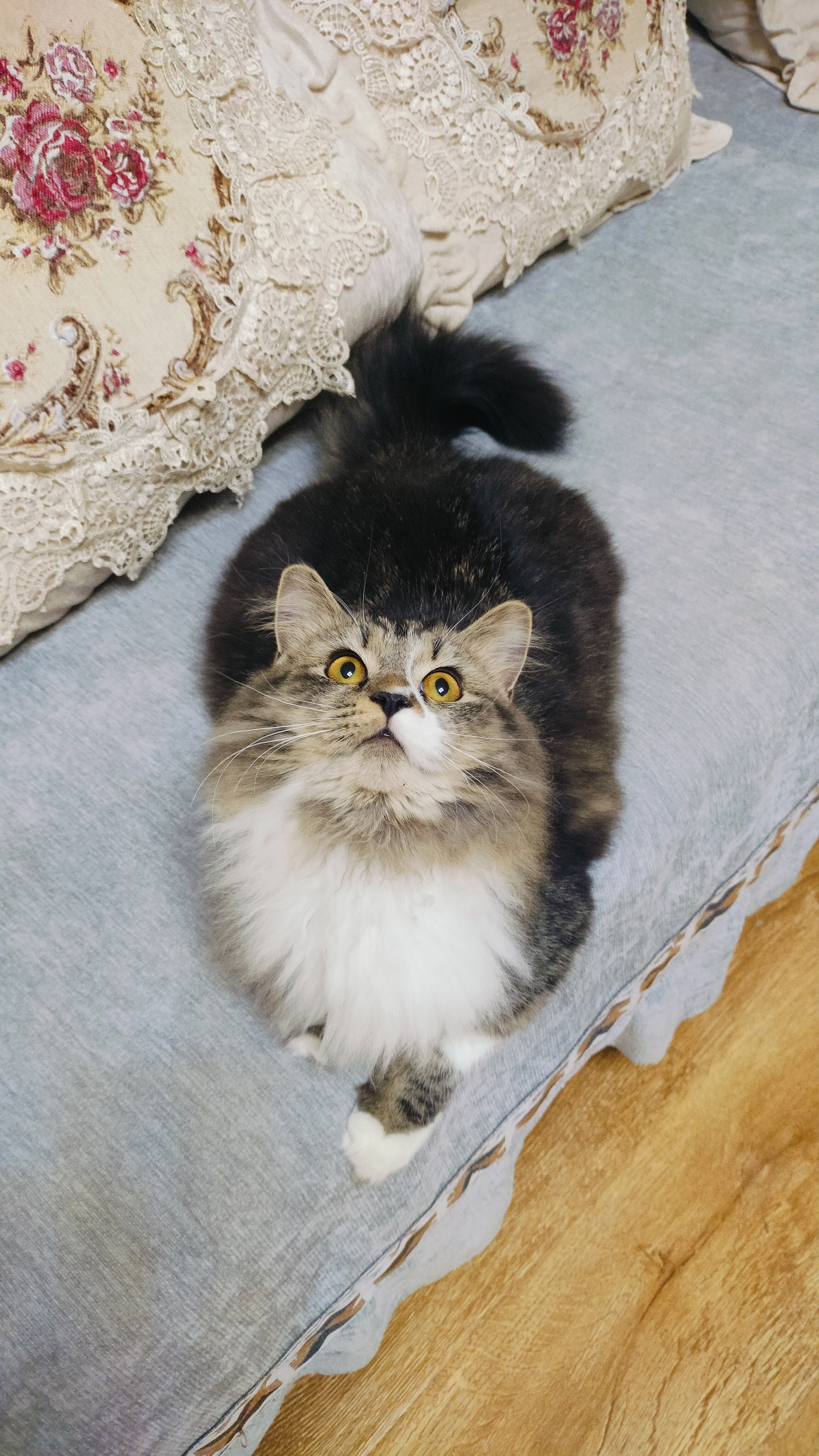西伯利亚森林猫